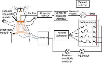 Co-activation of the diaphragm and external intercostal muscles through an adaptive closed-loop respiratory pacing controller